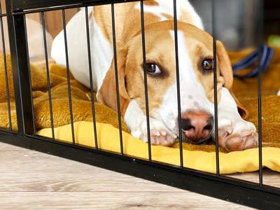 犬の『メンタルが崩壊する』絶対NG行為５選, 1.物理的な暴力を加える, 2.毎日のように大声で怒鳴りつける, 3.愛犬からのサインを無視し続ける, 4.甘えてくる犬を強く拒絶する, 5.散歩や食事などの最低限のお世話を怠る, 犬のメンタルが崩壊しているサイン, メンタルが崩れてしまった犬のケア方法