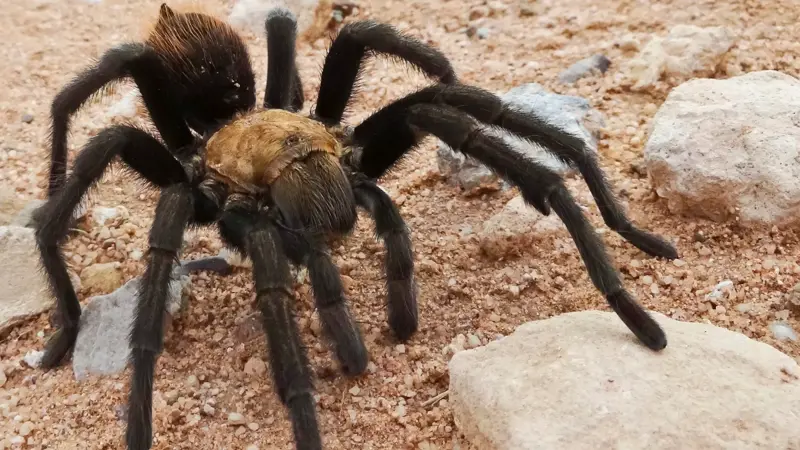 A surprising moment in Big Bend, One of America’s most remote parks, Desert trails full of surprises, A seasonal event in the Texas desert, The desert environment they call home, A spider common in the Southwest, Hidden homes across the landscape, What to do if you see tarantulas, Nature’s tough balance