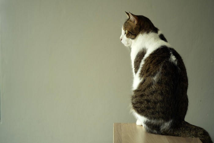 1.しっぽは「激しくない」のが愛情, 2.背中を向けるのも愛情, 3.飼い主の服の上で寝る, 4.そっと前足をのせる, 5.ついてくるけど距離がある