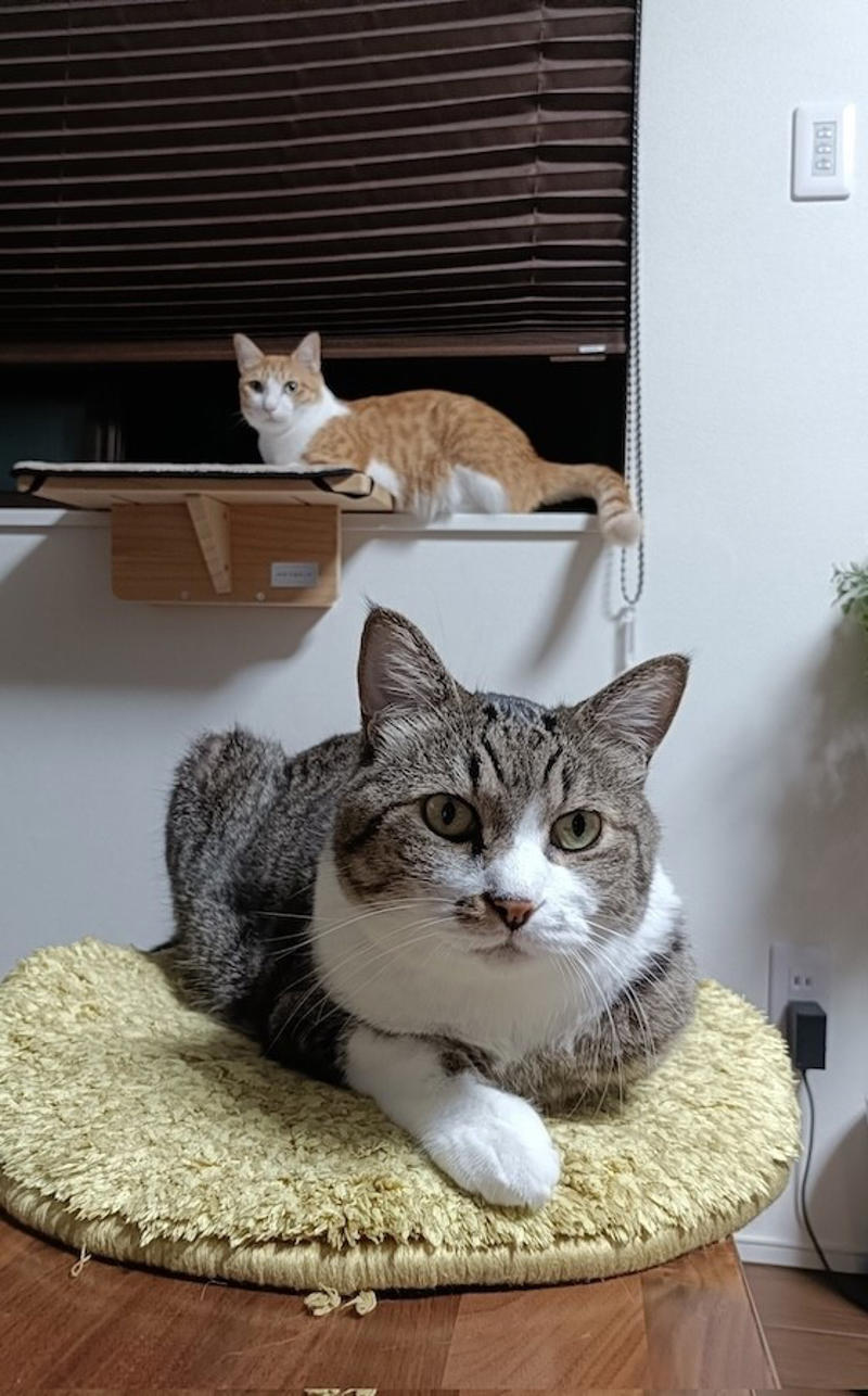 なぜ「猫」は外に出してはいけないの？　, 「あれ？」と思った瞬間……, 泣きながら這いずり回って探しました, 一度も「シャー」したことがない愛猫が、血まみれで威嚇, とにかく「人間が気をつける」こと, 「猫の安全を守ること」が猫と暮らす人間の義務, あんな思いはもうしたくないから……猫は内！, 「猫も外の世界を見たいのでは？」←こういう人間の妄想が危険の始まり