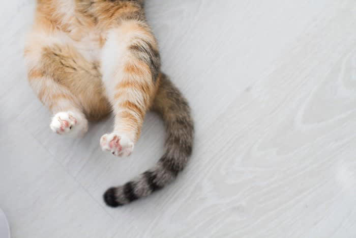 1.しっぽは「激しくない」のが愛情, 2.背中を向けるのも愛情, 3.飼い主の服の上で寝る, 4.そっと前足をのせる, 5.ついてくるけど距離がある