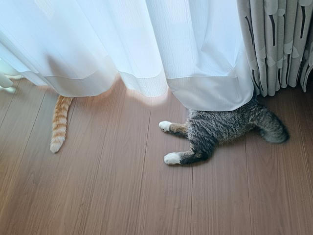 なぜ「猫」は外に出してはいけないの？　, 「あれ？」と思った瞬間……, 泣きながら這いずり回って探しました, 一度も「シャー」したことがない愛猫が、血まみれで威嚇, とにかく「人間が気をつける」こと, 「猫の安全を守ること」が猫と暮らす人間の義務, あんな思いはもうしたくないから……猫は内！, 「猫も外の世界を見たいのでは？」←こういう人間の妄想が危険の始まり