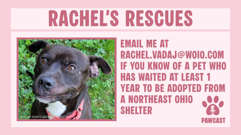 ADOPT, FOSTER, DONATE, VOLUNTEER