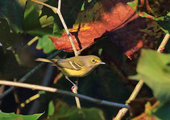 What Does a White-Eyed Vireo Look Like?, Range and Habitat, Diet: What Do White-Eyed Vireos Eat?, Nesting Habits, White-Eyed Vireo Song
