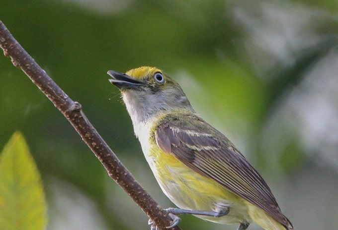 What Does a White-Eyed Vireo Look Like?, Range and Habitat, Diet: What Do White-Eyed Vireos Eat?, Nesting Habits, White-Eyed Vireo Song