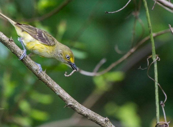 What Does a White-Eyed Vireo Look Like?, Range and Habitat, Diet: What Do White-Eyed Vireos Eat?, Nesting Habits, White-Eyed Vireo Song
