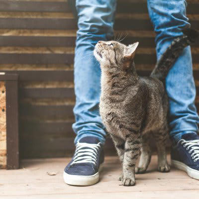 1.しっぽは「激しくない」のが愛情, 2.背中を向けるのも愛情, 3.飼い主の服の上で寝る, 4.そっと前足をのせる, 5.ついてくるけど距離がある