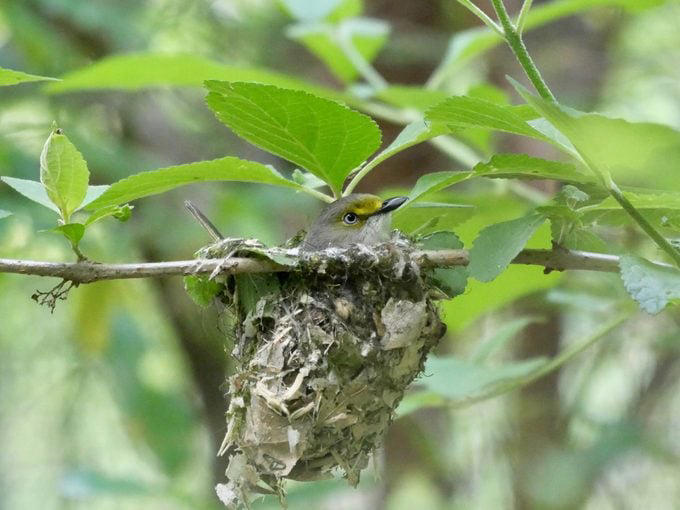 What Does a White-Eyed Vireo Look Like?, Range and Habitat, Diet: What Do White-Eyed Vireos Eat?, Nesting Habits, White-Eyed Vireo Song