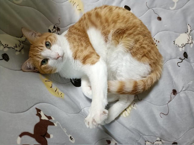 なぜ「猫」は外に出してはいけないの？　, 「あれ？」と思った瞬間……, 泣きながら這いずり回って探しました, 一度も「シャー」したことがない愛猫が、血まみれで威嚇, とにかく「人間が気をつける」こと, 「猫の安全を守ること」が猫と暮らす人間の義務, あんな思いはもうしたくないから……猫は内！, 「猫も外の世界を見たいのでは？」←こういう人間の妄想が危険の始まり