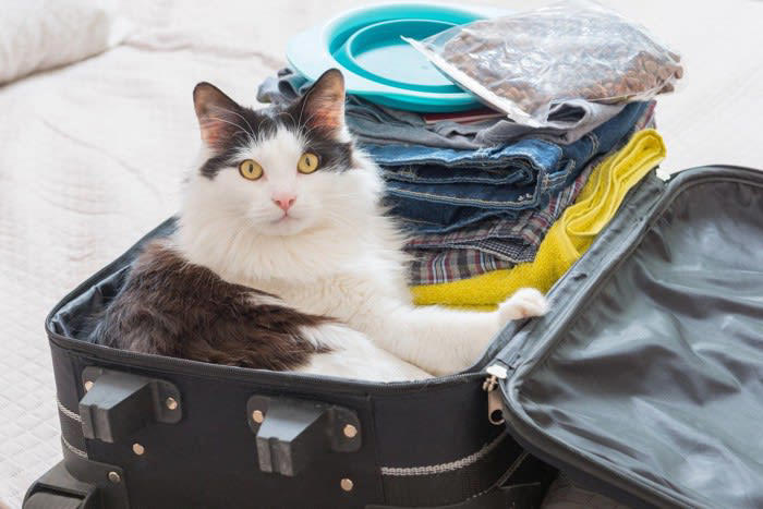 1.しっぽは「激しくない」のが愛情, 2.背中を向けるのも愛情, 3.飼い主の服の上で寝る, 4.そっと前足をのせる, 5.ついてくるけど距離がある