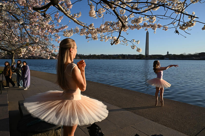 1. What’s the best time to come to the festival? , 2. When will the cherry blossoms really be in bloom? , 3. When is the best time to see the cherry blossoms in person? , 4. What’s the best way to get to the Tidal Basin? , 5. What else is there to do at the Tidal Basin besides look at flowering trees? , 6. What impact will Tidal Basin construction have on visiting the festival? , 7. Where can we eat and drink — and use the bathroom — near the blossoms? , 8. The Tidal Basin is too crowded. Where else can I see cherry blossoms in the D.C. area? , 9. What are the best things to do with the kids? , 10. What are the best activities for adults? , 11. Do any museums have cherry-blossom-related exhibits or activities? , 12. Which restaurants have cherry blossom dishes or cocktails?