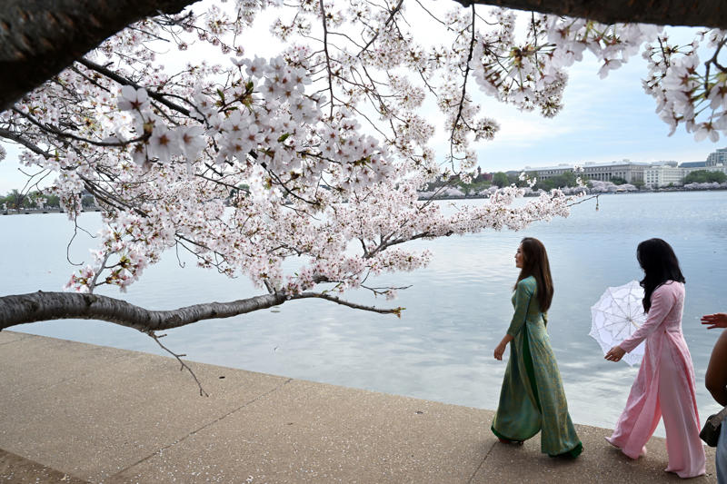 1. What’s the best time to come to the festival? , 2. When will the cherry blossoms really be in bloom? , 3. When is the best time to see the cherry blossoms in person? , 4. What’s the best way to get to the Tidal Basin? , 5. What else is there to do at the Tidal Basin besides look at flowering trees? , 6. What impact will Tidal Basin construction have on visiting the festival? , 7. Where can we eat and drink — and use the bathroom — near the blossoms? , 8. The Tidal Basin is too crowded. Where else can I see cherry blossoms in the D.C. area? , 9. What are the best things to do with the kids? , 10. What are the best activities for adults? , 11. Do any museums have cherry-blossom-related exhibits or activities? , 12. Which restaurants have cherry blossom dishes or cocktails?