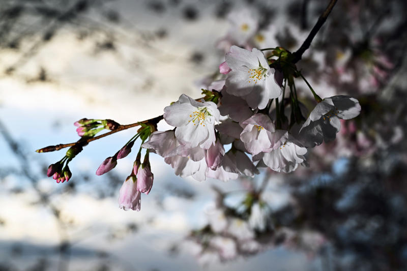 1. What’s the best time to come to the festival? , 2. When will the cherry blossoms really be in bloom? , 3. When is the best time to see the cherry blossoms in person? , 4. What’s the best way to get to the Tidal Basin? , 5. What else is there to do at the Tidal Basin besides look at flowering trees? , 6. What impact will Tidal Basin construction have on visiting the festival? , 7. Where can we eat and drink — and use the bathroom — near the blossoms? , 8. The Tidal Basin is too crowded. Where else can I see cherry blossoms in the D.C. area? , 9. What are the best things to do with the kids? , 10. What are the best activities for adults? , 11. Do any museums have cherry-blossom-related exhibits or activities? , 12. Which restaurants have cherry blossom dishes or cocktails?
