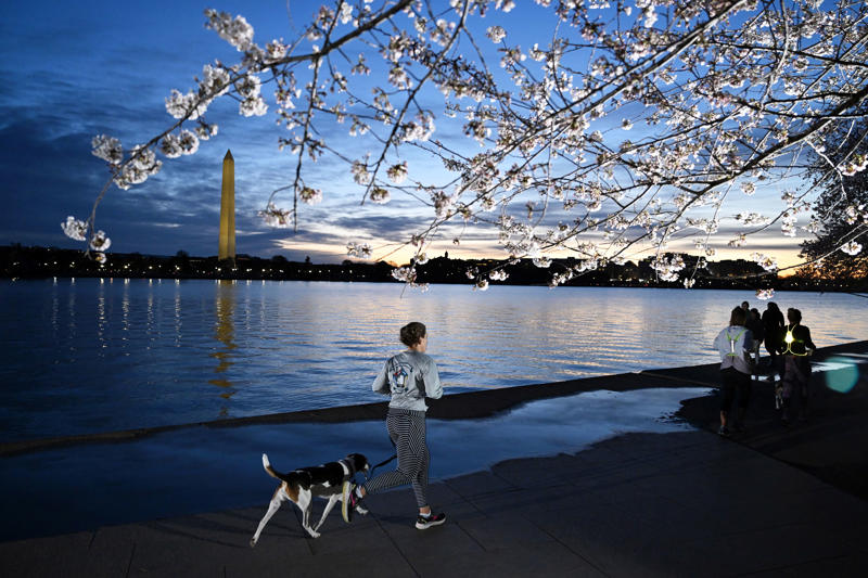 1. What’s the best time to come to the festival? , 2. When will the cherry blossoms really be in bloom? , 3. When is the best time to see the cherry blossoms in person? , 4. What’s the best way to get to the Tidal Basin? , 5. What else is there to do at the Tidal Basin besides look at flowering trees? , 6. What impact will Tidal Basin construction have on visiting the festival? , 7. Where can we eat and drink — and use the bathroom — near the blossoms? , 8. The Tidal Basin is too crowded. Where else can I see cherry blossoms in the D.C. area? , 9. What are the best things to do with the kids? , 10. What are the best activities for adults? , 11. Do any museums have cherry-blossom-related exhibits or activities? , 12. Which restaurants have cherry blossom dishes or cocktails?