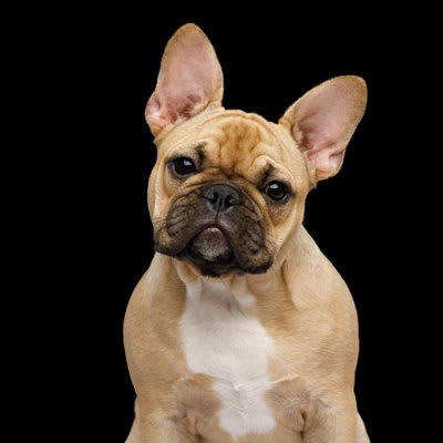 犬に野菜を与えるときのタブー, 大きいサイズで与える, 適正量以上を与える, 種子や皮ごと与える, NG食材と一緒に調理したものを与える, 絶対NG！調理法にかかわらず与えてはいけない野菜, 長ネギ・たまねぎ