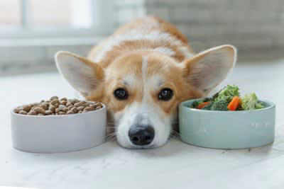 犬に野菜を与えるときのタブー, 大きいサイズで与える, 適正量以上を与える, 種子や皮ごと与える, NG食材と一緒に調理したものを与える, 絶対NG！調理法にかかわらず与えてはいけない野菜, 長ネギ・たまねぎ