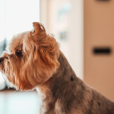 犬が嫌がる絶対NGな「触り方」5選, 1.頭を上から急に触る, 2.寝ている時に無理やり触る, 3.足先やしっぽを握る, 4.抱っこで無理に拘束する, 5.毛並みに逆らって激しくなでる, 犬が「やめて！」と思っている時のサイン, 愛犬に信頼される「正しいスキンシップ」のコツ