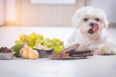 犬に野菜を与えるときのタブー, 大きいサイズで与える, 適正量以上を与える, 種子や皮ごと与える, NG食材と一緒に調理したものを与える, 絶対NG！調理法にかかわらず与えてはいけない野菜, 長ネギ・たまねぎ