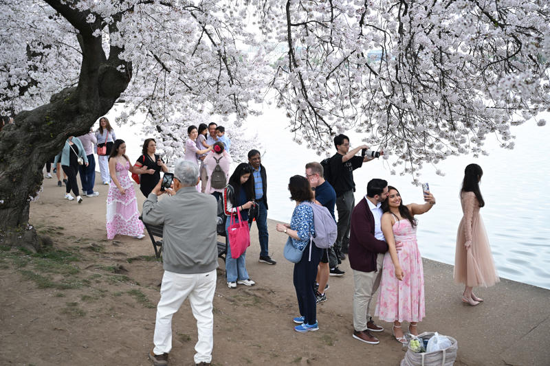 1. What’s the best time to come to the festival? , 2. When will the cherry blossoms really be in bloom? , 3. When is the best time to see the cherry blossoms in person? , 4. What’s the best way to get to the Tidal Basin? , 5. What else is there to do at the Tidal Basin besides look at flowering trees? , 6. What impact will Tidal Basin construction have on visiting the festival? , 7. Where can we eat and drink — and use the bathroom — near the blossoms? , 8. The Tidal Basin is too crowded. Where else can I see cherry blossoms in the D.C. area? , 9. What are the best things to do with the kids? , 10. What are the best activities for adults? , 11. Do any museums have cherry-blossom-related exhibits or activities? , 12. Which restaurants have cherry blossom dishes or cocktails?