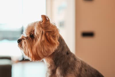 犬が嫌がる絶対NGな「触り方」5選, 1.頭を上から急に触る, 2.寝ている時に無理やり触る, 3.足先やしっぽを握る, 4.抱っこで無理に拘束する, 5.毛並みに逆らって激しくなでる, 犬が「やめて！」と思っている時のサイン, 愛犬に信頼される「正しいスキンシップ」のコツ