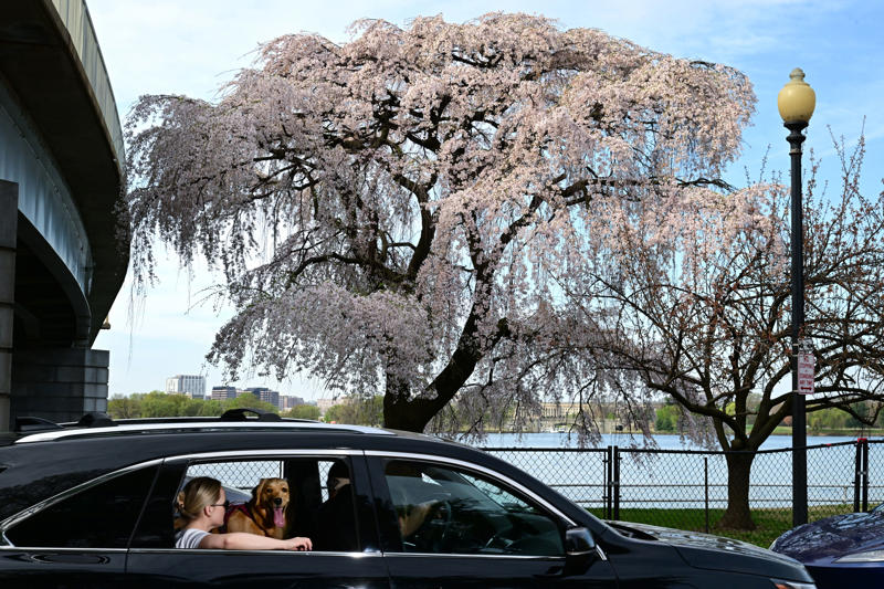 1. What’s the best time to come to the festival? , 2. When will the cherry blossoms really be in bloom? , 3. When is the best time to see the cherry blossoms in person? , 4. What’s the best way to get to the Tidal Basin? , 5. What else is there to do at the Tidal Basin besides look at flowering trees? , 6. What impact will Tidal Basin construction have on visiting the festival? , 7. Where can we eat and drink — and use the bathroom — near the blossoms? , 8. The Tidal Basin is too crowded. Where else can I see cherry blossoms in the D.C. area? , 9. What are the best things to do with the kids? , 10. What are the best activities for adults? , 11. Do any museums have cherry-blossom-related exhibits or activities? , 12. Which restaurants have cherry blossom dishes or cocktails?