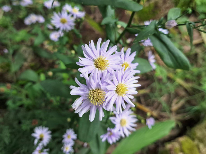 Key Takeaways, Clustered Mountain Mint (Pycananthemum muticum), Asters (Symphyotrichum), Red Hot Poker (Kniphofia), Common Sunflower (Helianthus annuus), Oriental Poppy (Papaver orientale)
