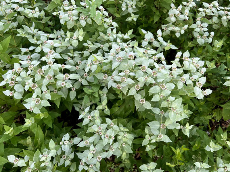 Key Takeaways, Clustered Mountain Mint (Pycananthemum muticum), Asters (Symphyotrichum), Red Hot Poker (Kniphofia), Common Sunflower (Helianthus annuus), Oriental Poppy (Papaver orientale)