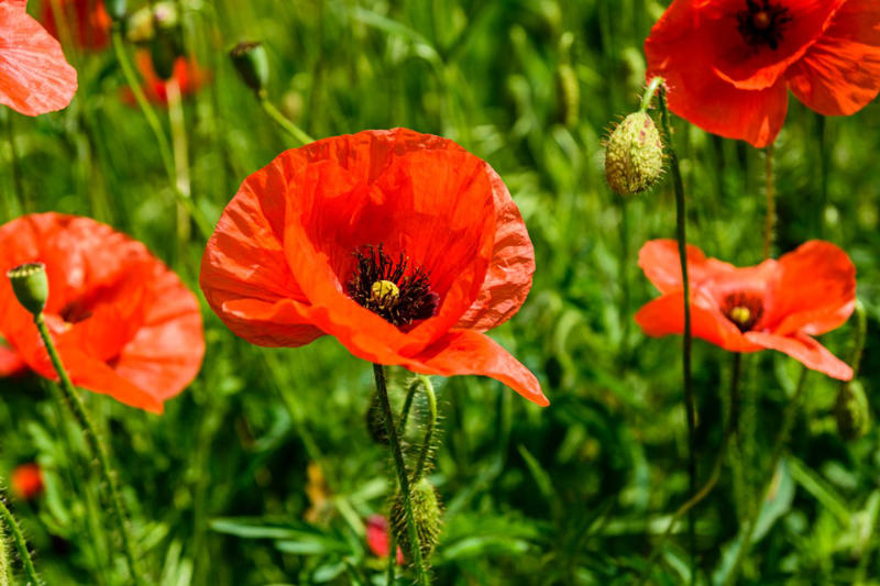Key Takeaways, Clustered Mountain Mint (Pycananthemum muticum), Asters (Symphyotrichum), Red Hot Poker (Kniphofia), Common Sunflower (Helianthus annuus), Oriental Poppy (Papaver orientale)