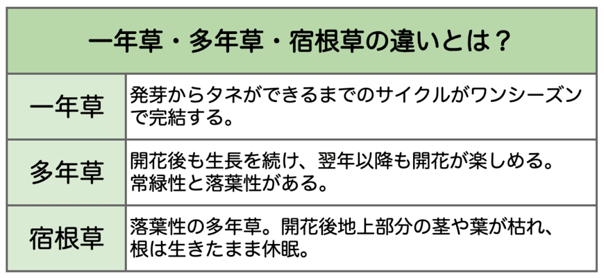 【植えっぱなしで毎年美しい】地植えにしたい多年草3選, ビオラ・ラブラドリカ, ギボウシ（ホスタ）, おしゃれなリーフと花で叶うナチュラルガーデン, 【ガーデニング豆知識】一年草・多年草・宿根草の違いとは？