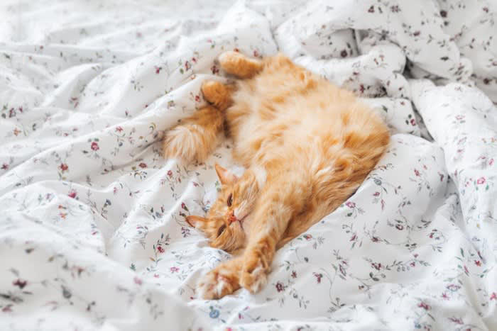 猫が布団を占領する5つの理由, 1.飼い主のニオイで安心したい, 2.暖かくて心地よい, 3.飼い主と一緒にいたい, 4.自分の縄張りにしたい, 5.飼い主の反応を学習している, 注意すべきポイント, 代わりに快適な寝床を用意する, 就寝前にしっかり遊ぶ, ルールを一貫させる
