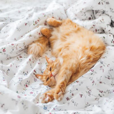 猫が布団を占領する5つの理由, 1.飼い主のニオイで安心したい, 2.暖かくて心地よい, 3.飼い主と一緒にいたい, 4.自分の縄張りにしたい, 5.飼い主の反応を学習している, 注意すべきポイント, 代わりに快適な寝床を用意する, 就寝前にしっかり遊ぶ, ルールを一貫させる