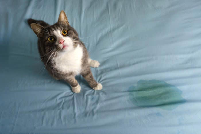 猫が布団を占領する5つの理由, 1.飼い主のニオイで安心したい, 2.暖かくて心地よい, 3.飼い主と一緒にいたい, 4.自分の縄張りにしたい, 5.飼い主の反応を学習している, 注意すべきポイント, 代わりに快適な寝床を用意する, 就寝前にしっかり遊ぶ, ルールを一貫させる