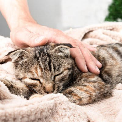 2.口の中の粘膜が紫色になっている, 3.尿が出ていない, 4.ぐったりしている, 5.意識を失っている, 6.けいれんを起こしている