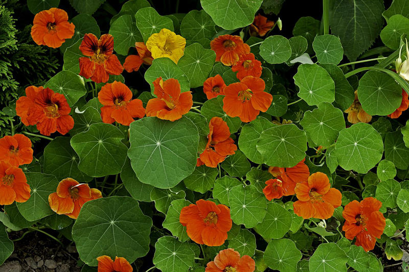 Petunias, Impatiens, Dianthus, Nasturtiums, Sweet Alyssum
