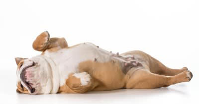 犬が『熟睡』できているか判断する方法５選, 1.近くで音や気配がしても起きない, 2.白目や半目を開けて寝ている, 3.いびきをかいている, 4.口を薄く開いて舌を出している, 5.仰向けや横向きで完全に脱力している, 注意すべき愛犬の寝方とは