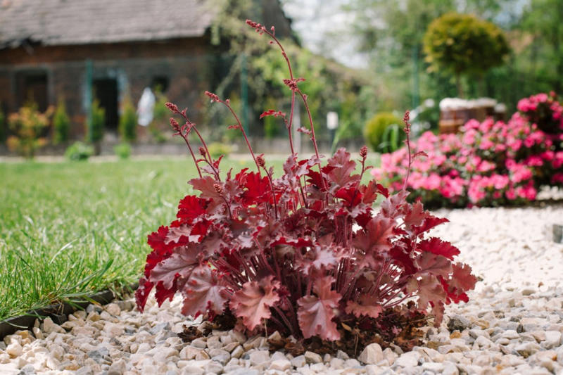 【植えっぱなしで毎年美しい】地植えにしたい多年草3選, ビオラ・ラブラドリカ, ギボウシ（ホスタ）, おしゃれなリーフと花で叶うナチュラルガーデン, 【ガーデニング豆知識】一年草・多年草・宿根草の違いとは？