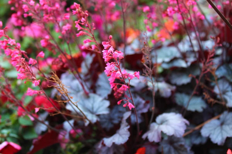 【植えっぱなしで毎年美しい】地植えにしたい多年草3選, ビオラ・ラブラドリカ, ギボウシ（ホスタ）, おしゃれなリーフと花で叶うナチュラルガーデン, 【ガーデニング豆知識】一年草・多年草・宿根草の違いとは？