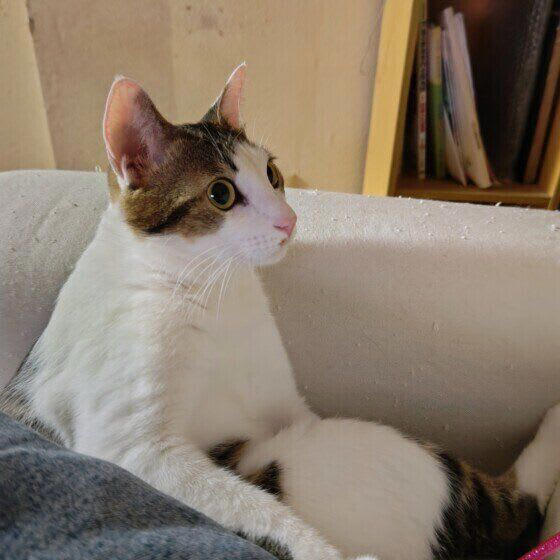 A. 仲間だと認識しているわけではなく、興味深いので観察しているのでしょう, A. 猫がお尻を向けるのは、相手を信頼しているサインです, A. 野生の習性の名残でしょう, A. 不快なときに見せるしぐさかも