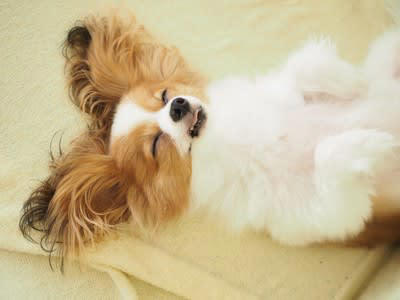 犬が『熟睡』できているか判断する方法５選, 1.近くで音や気配がしても起きない, 2.白目や半目を開けて寝ている, 3.いびきをかいている, 4.口を薄く開いて舌を出している, 5.仰向けや横向きで完全に脱力している, 注意すべき愛犬の寝方とは