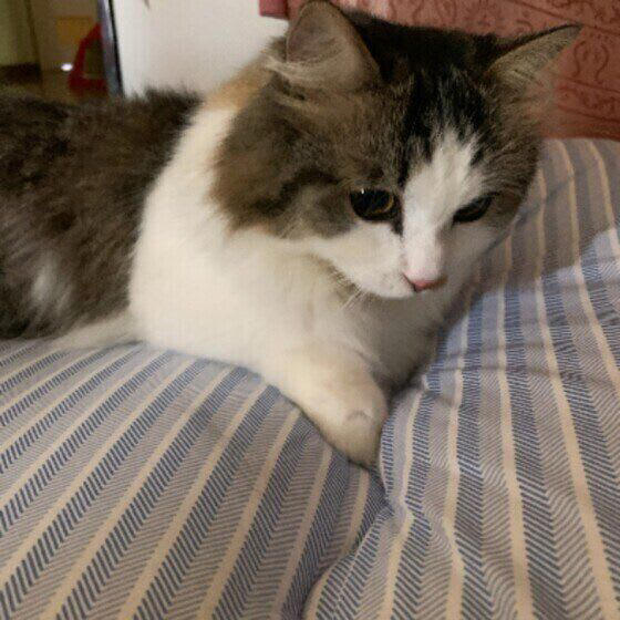 A. 仲間だと認識しているわけではなく、興味深いので観察しているのでしょう, A. 猫がお尻を向けるのは、相手を信頼しているサインです, A. 野生の習性の名残でしょう, A. 不快なときに見せるしぐさかも