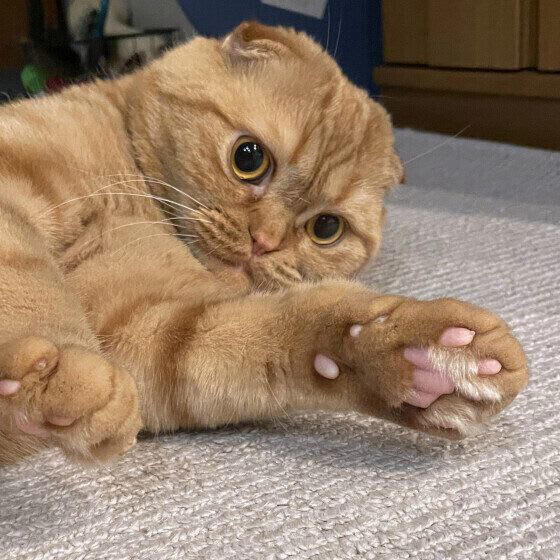 A. 仲間だと認識しているわけではなく、興味深いので観察しているのでしょう, A. 猫がお尻を向けるのは、相手を信頼しているサインです, A. 野生の習性の名残でしょう, A. 不快なときに見せるしぐさかも