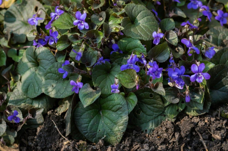 【植えっぱなしで毎年美しい】地植えにしたい多年草3選, ビオラ・ラブラドリカ, ギボウシ（ホスタ）, おしゃれなリーフと花で叶うナチュラルガーデン, 【ガーデニング豆知識】一年草・多年草・宿根草の違いとは？