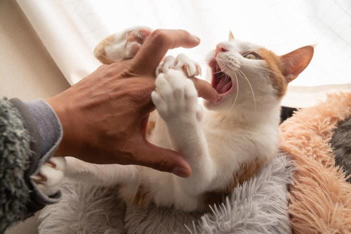 猫にも『くすぐったい』感覚はある？, 猫も『くすぐったい』感覚はある, 『くすぐったい』は2種類ある, 猫にも敏感な部位がある, くすぐられた猫はどうなるの？, 2.毛がピクピク動く