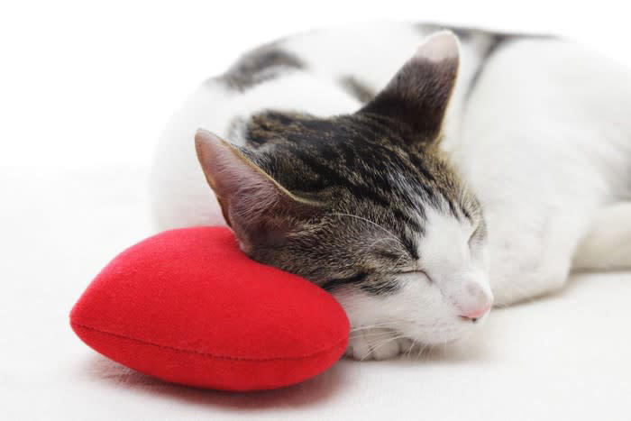 1.自分からは構わないスタンスを取る, 2.猫をよく観察する, 3.猫の五感の鋭さを理解しておく, 4.リラックスした空気をつくる, 5.動作はゆったり静かに, 6.声は優しく・高めに, 7.姿勢を低くする, 8.目は合わせない