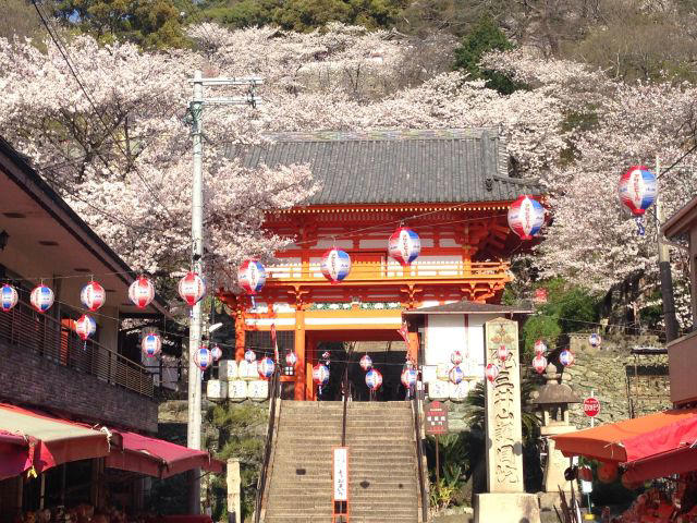 紀三井寺／和歌山市南部, 和歌山城公園／和歌山市中心部, 道の駅 四季の郷公園／和歌山市東部, 高津子山（たかつしやま）展望台／和歌山市南部, 御手洗池公園／和歌山市南部