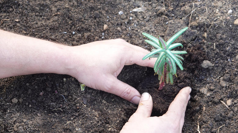 You'll regret not managing the invertebrates moles feed on, Relying on home remedies to combat moles is a mistake, Keep your soil too wet and you'll be sorry, Don't treat mole control as a one-time fix, Ignoring mole activity during the winter is a rookie error