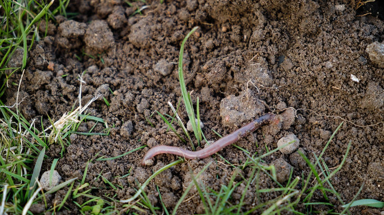 You'll regret not managing the invertebrates moles feed on, Relying on home remedies to combat moles is a mistake, Keep your soil too wet and you'll be sorry, Don't treat mole control as a one-time fix, Ignoring mole activity during the winter is a rookie error
