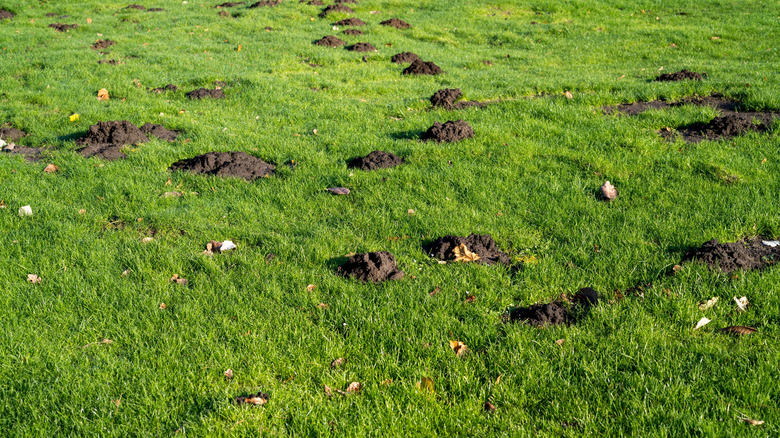 You'll regret not managing the invertebrates moles feed on, Relying on home remedies to combat moles is a mistake, Keep your soil too wet and you'll be sorry, Don't treat mole control as a one-time fix, Ignoring mole activity during the winter is a rookie error