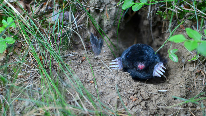 You'll regret not managing the invertebrates moles feed on, Relying on home remedies to combat moles is a mistake, Keep your soil too wet and you'll be sorry, Don't treat mole control as a one-time fix, Ignoring mole activity during the winter is a rookie error