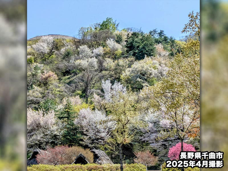 奈良の吉野山(よしのやま)にも咲き誇るヤマザクラ, 「ヤマザクラは白い花と赤い若葉」, 「オオヤマザクラ」はヤマザクラの大型版？, 斬新な俳句も詠みたくなる？